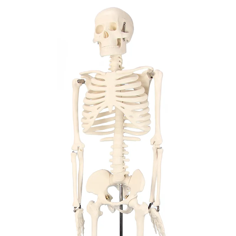 Skelett in halber natürlicher Größe