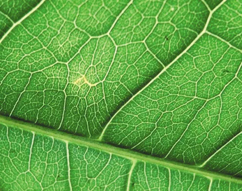 DVD-Lehrfilm Fotosynthese