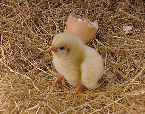 DVD-Lehrfilm "Fortpflanzung und Entwicklung bei Wirbeltieren 2"