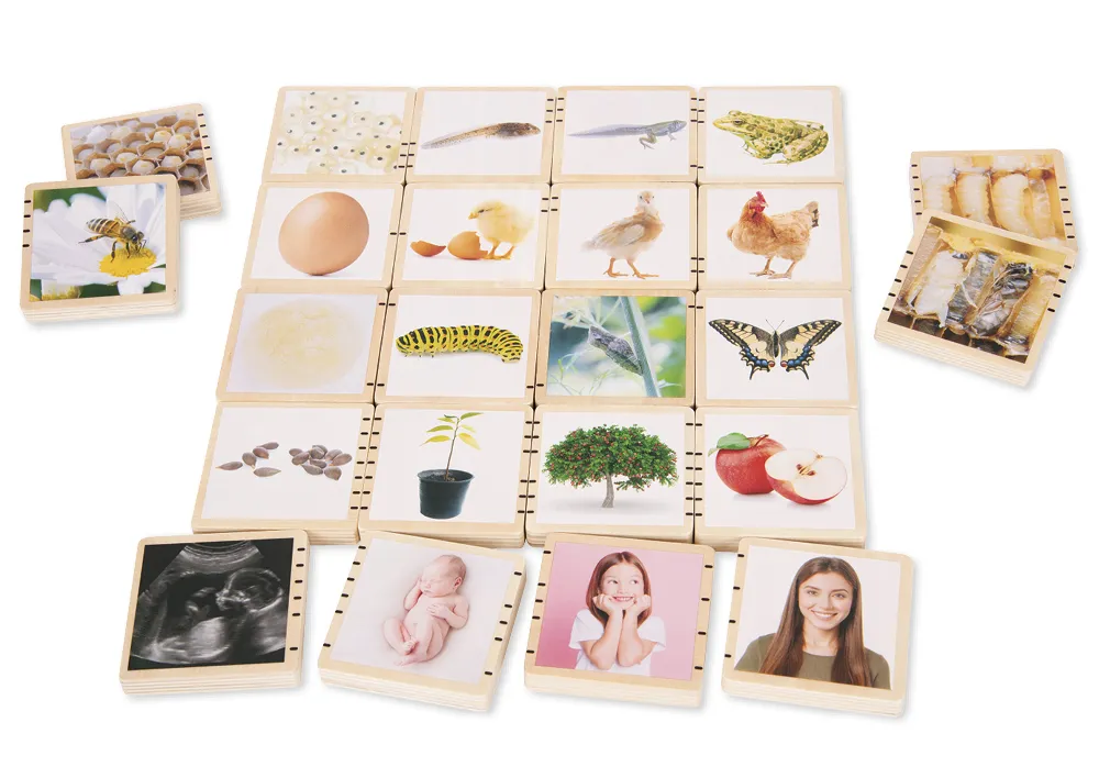 Holztäfelchen "Lebenszyklus", 25-tlg.