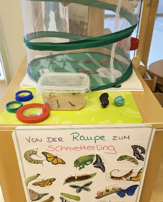 Aufzucht-Voliere für Schmetterlinge mit Raupen und weiteren Material aus dem Zuchtset