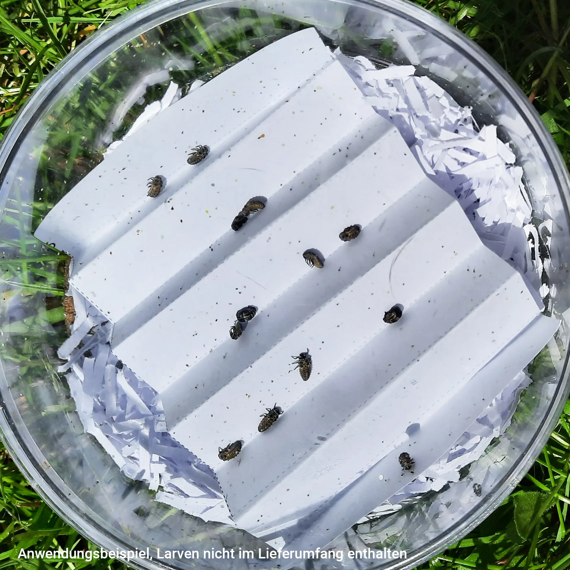 Hagemann Marienkäfer-Aufzuchtvivarium