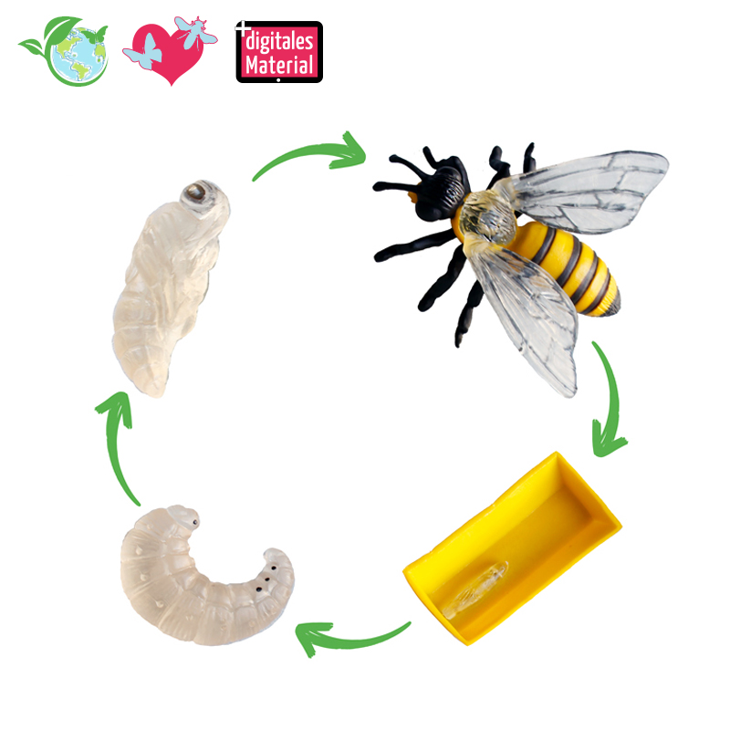 Hagemann Lebenszyklus der Honigbiene (Modelle)