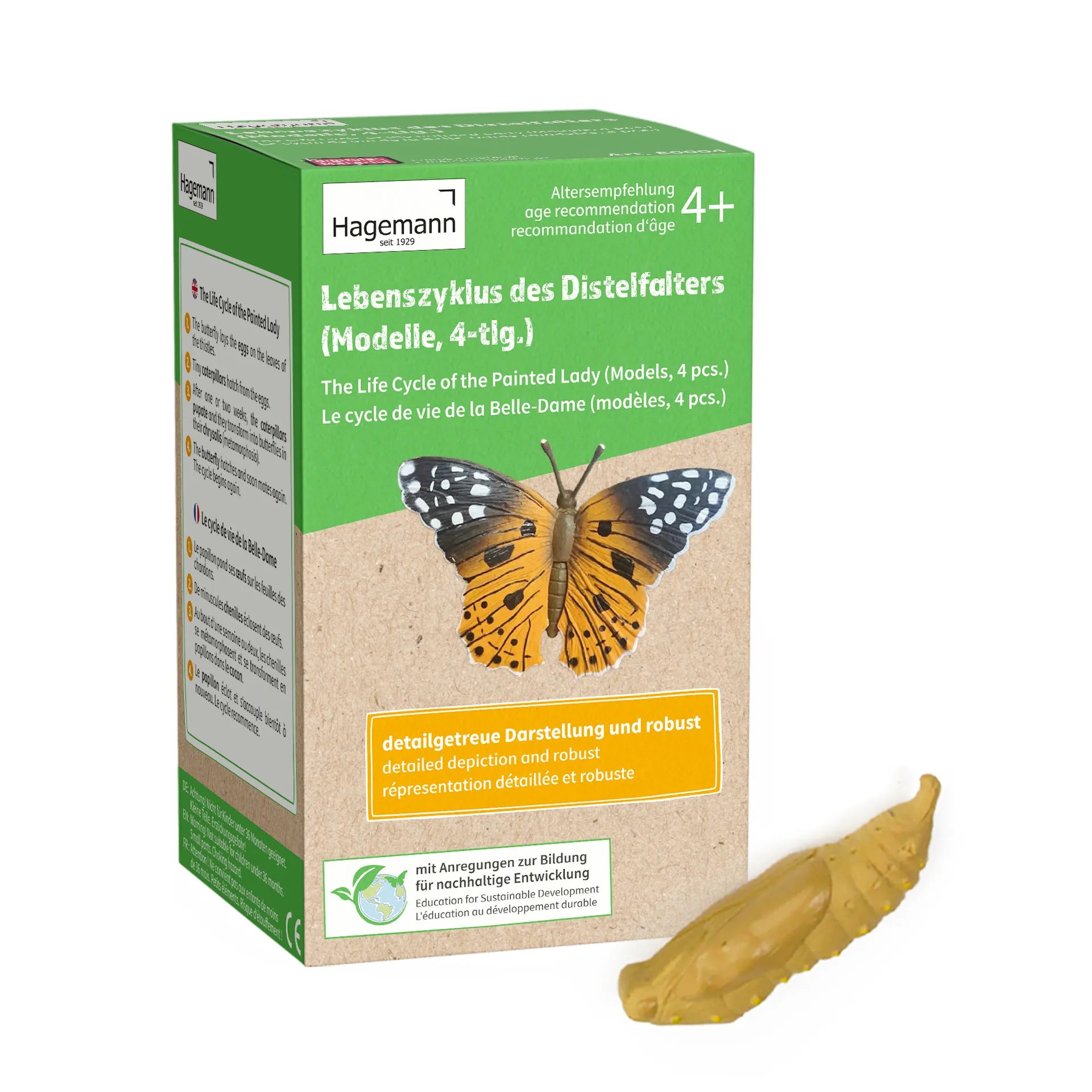 Lebenszyklus des Distelfalters (Modelle)