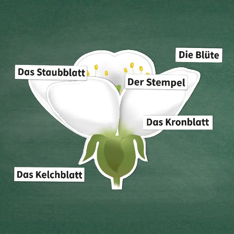 Hagemann Kirschblüte: Aufbau, Bestäubung, Befruchtung, magnetisch, 31-tlg.