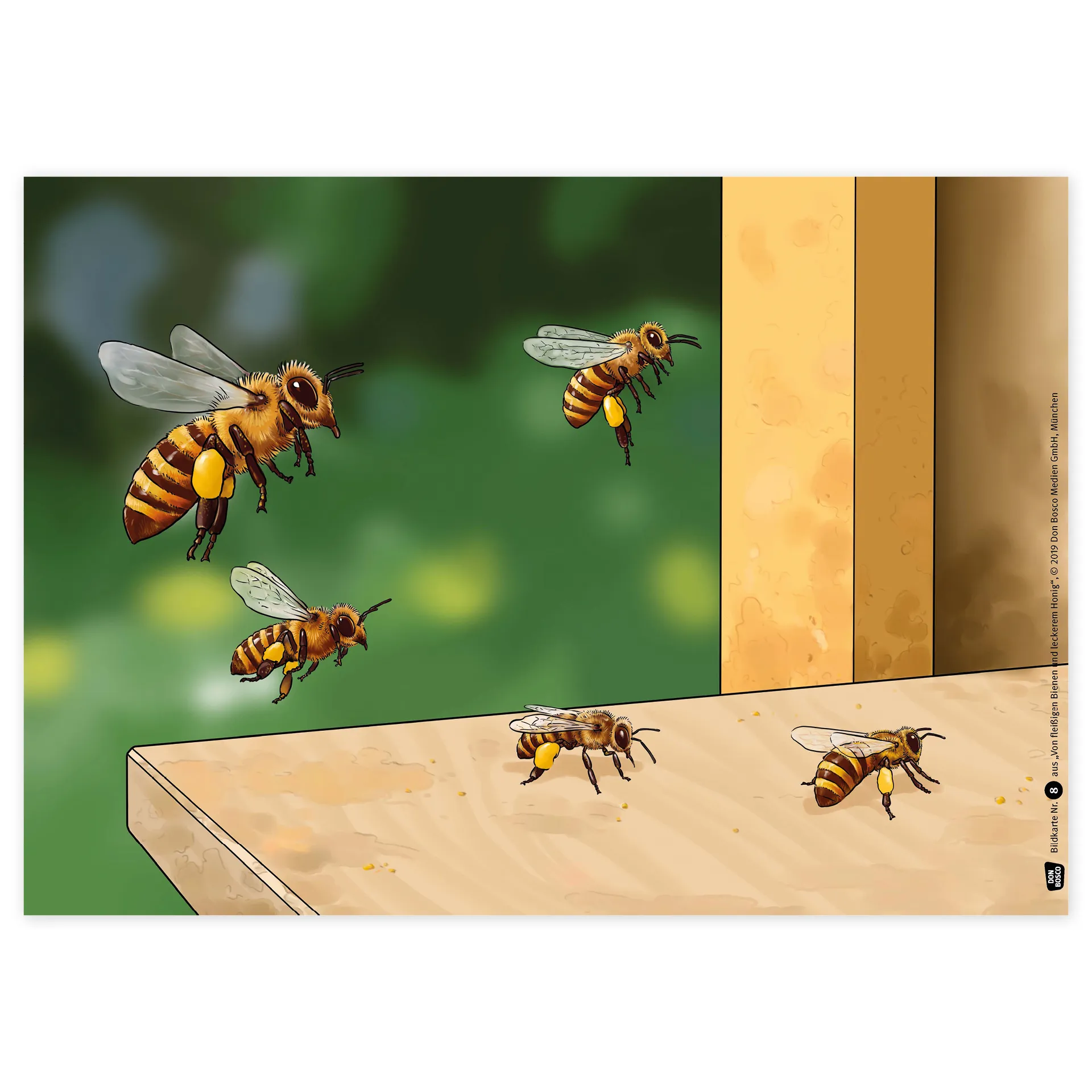 Bildergeschichten-Karten "Von fleißigen Bienen und leckerem Honig", 12-tlg.