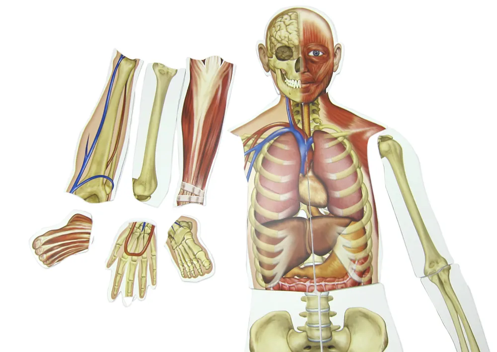 Menschlicher Körper (magnetisch)