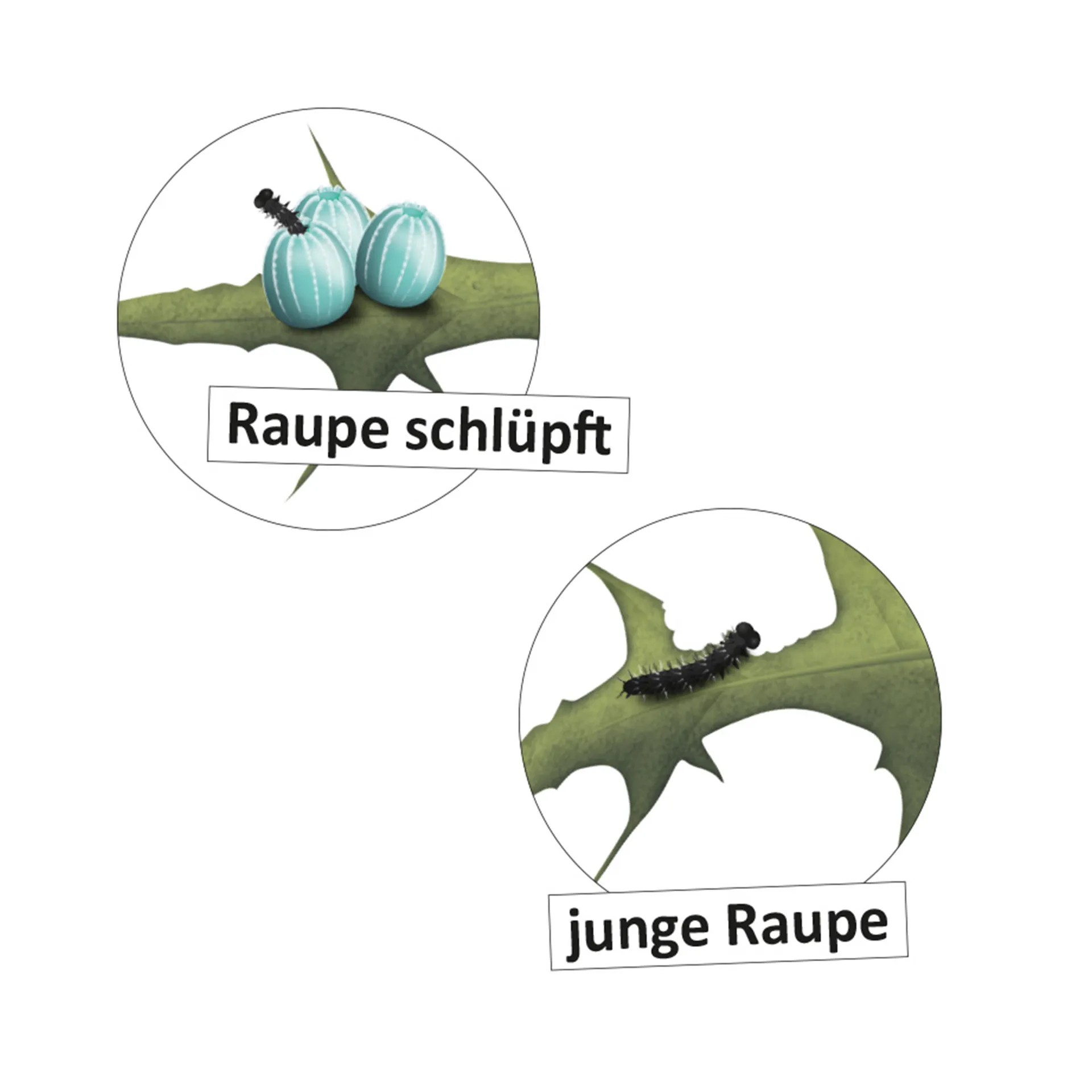 Hagemann Lebenszyklus Schmetterling (magnetisch)