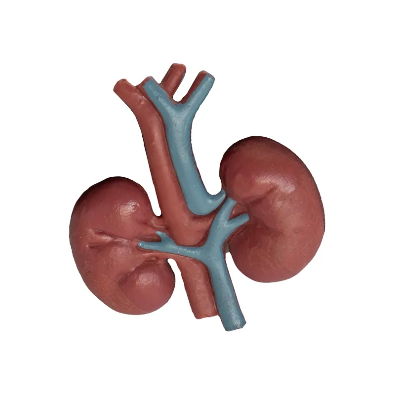 Hagemann Organe des Menschen (Modelle), 8-tlg.
