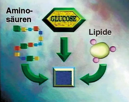 DVD-Lehrfilm Zellatmung