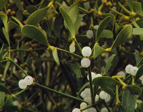 DVD-Lehrfilm Leben in Abhängigkeit - Symbiose, Parasitismus