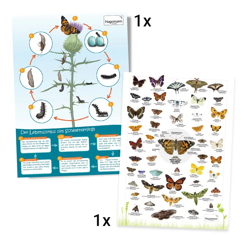 Hagemann Klassenprojektset Schmetterlinge (30-35 Raupen)