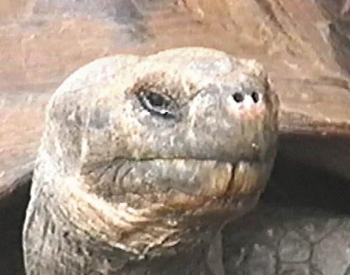 DVD-Lehrfilm Die Galapagosinseln