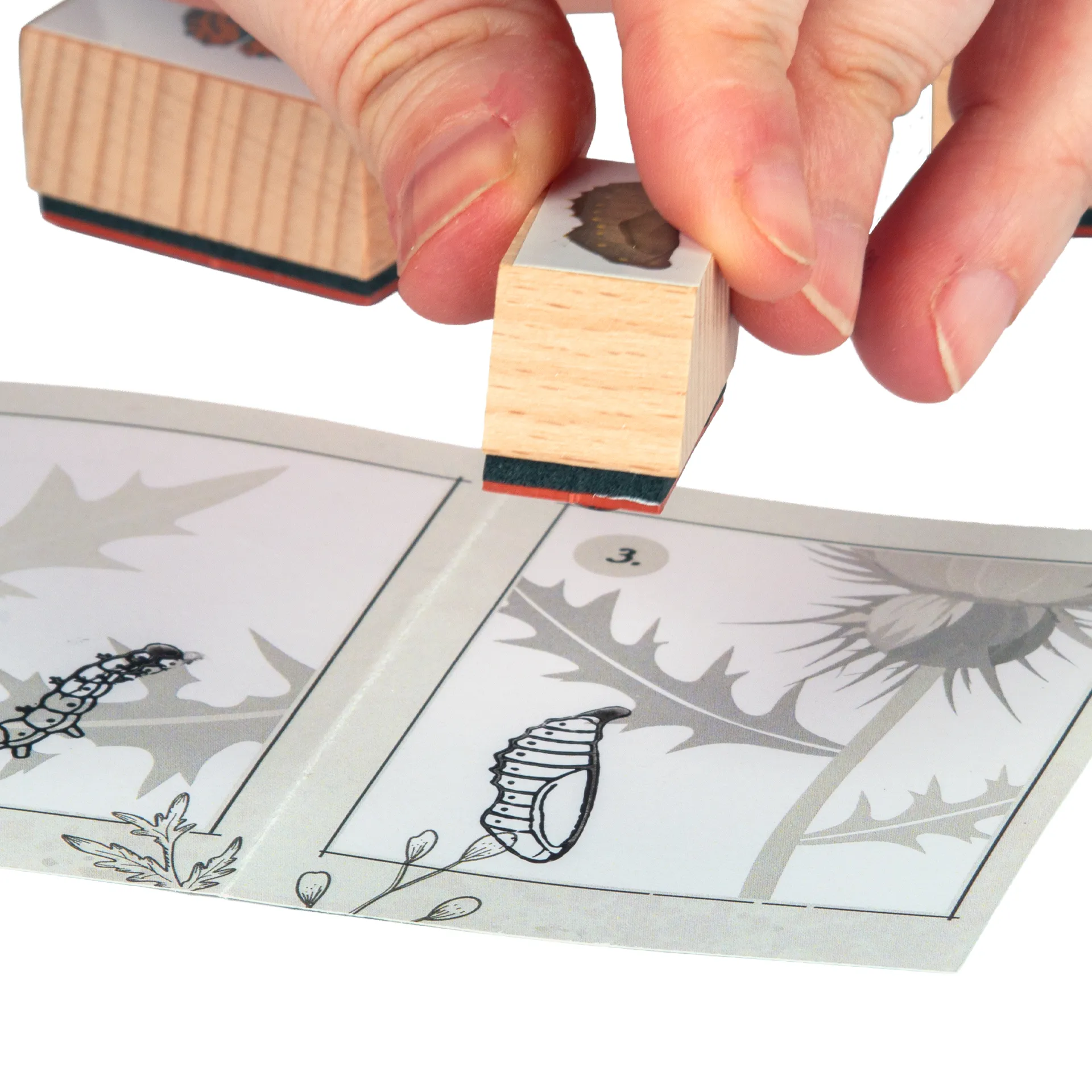 Hagemann Holzstempel Lebenszyklus Schmetterling mit Stempelkissen, 11-tlg.