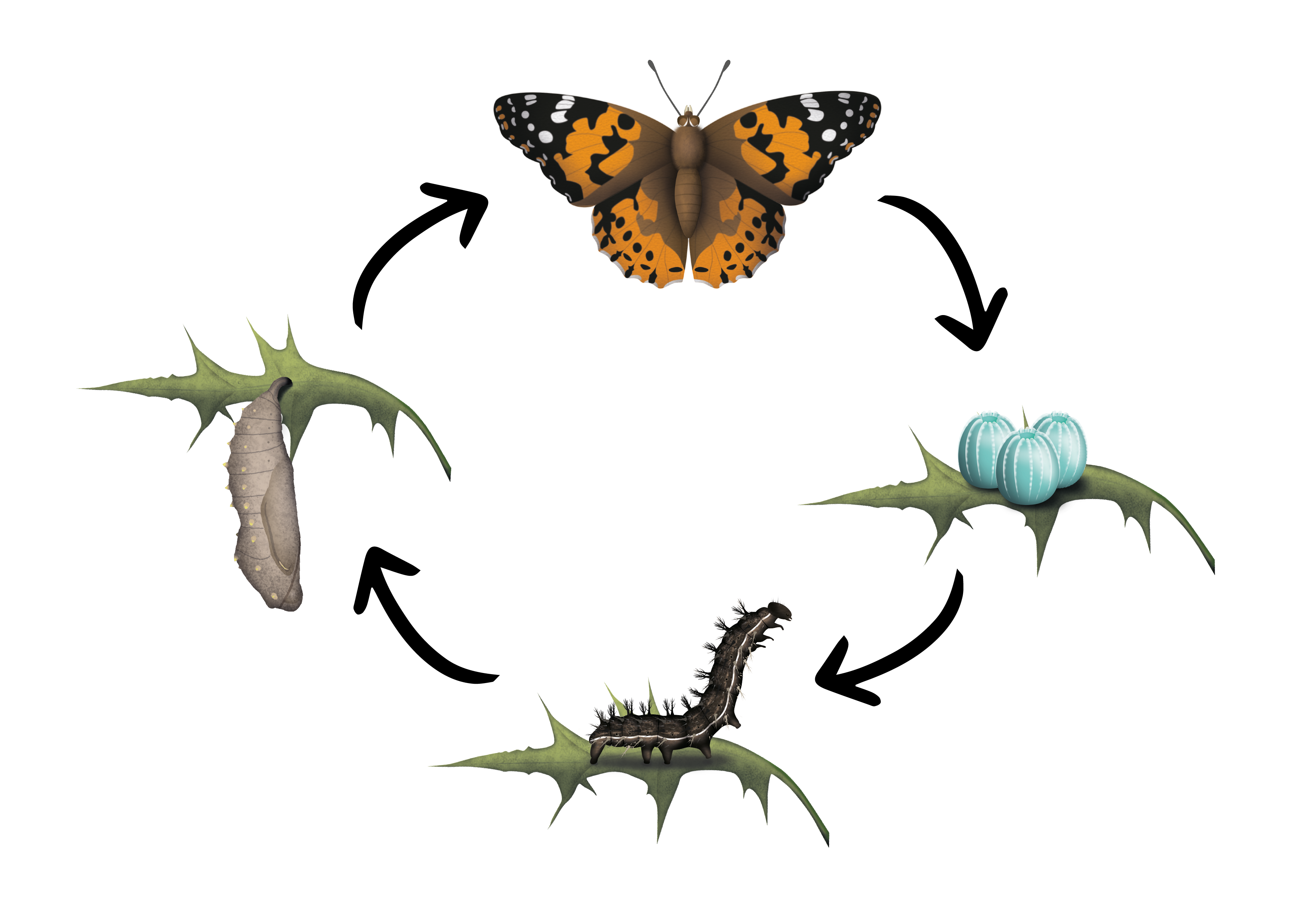 Lebenszyklus Schmetterling