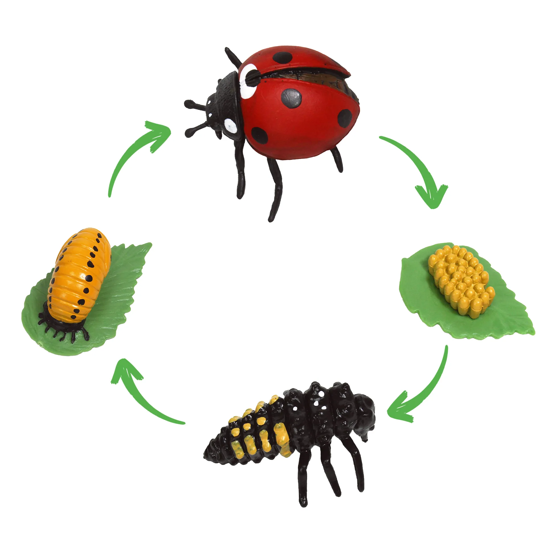 Sparset Lebenszyklus-Modelle Insekten & Co, 20-tlg.
