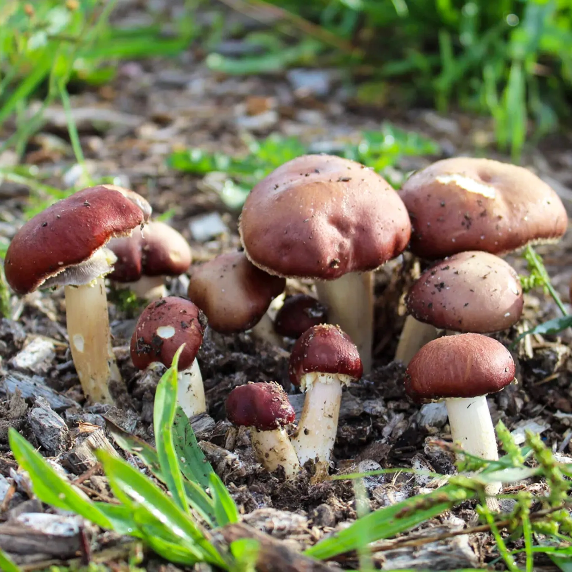 Hagemann Pilz-Zuchtset Braunkappe