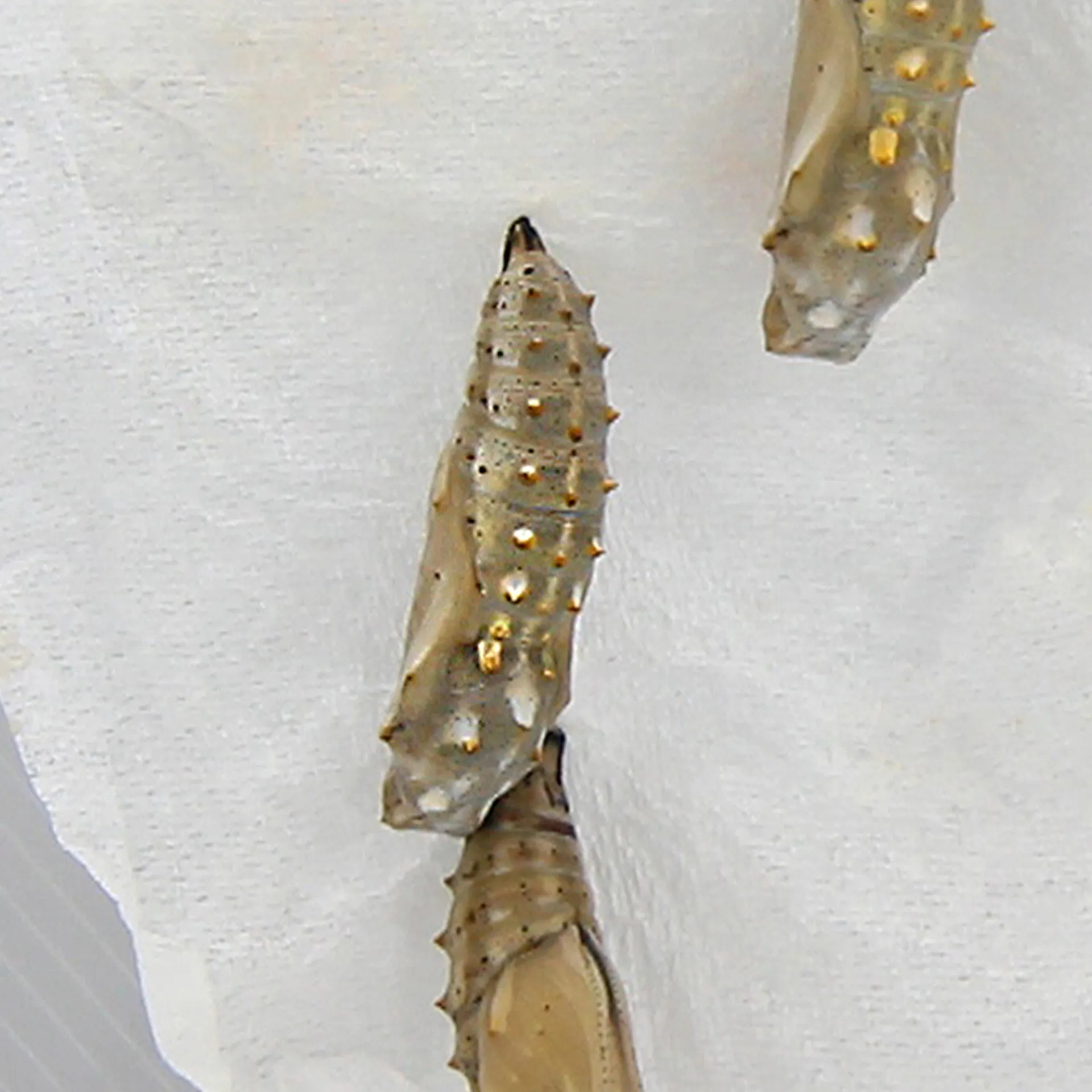 Hagemann Schmetterlings-Zuchtset mit Komfort-Eingriff (5-7 Raupen)