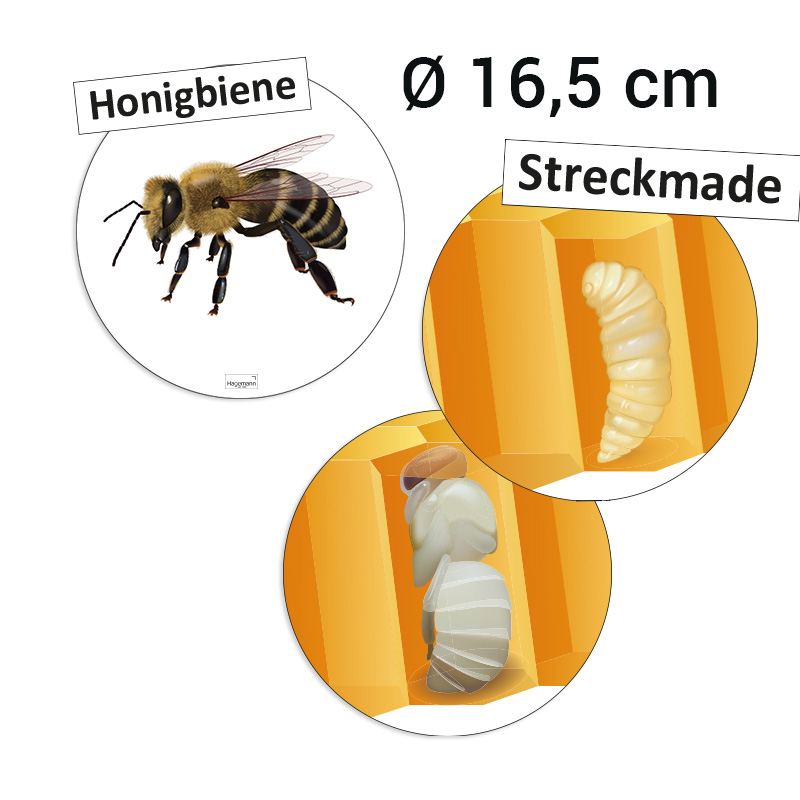 Lebenszyklus und Kommunikation der Honigbiene (magnetisch)