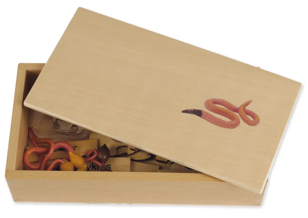 TimeTEX Lebenszyklus eines Regenwurms, in Holzbox "Montessori Premium"