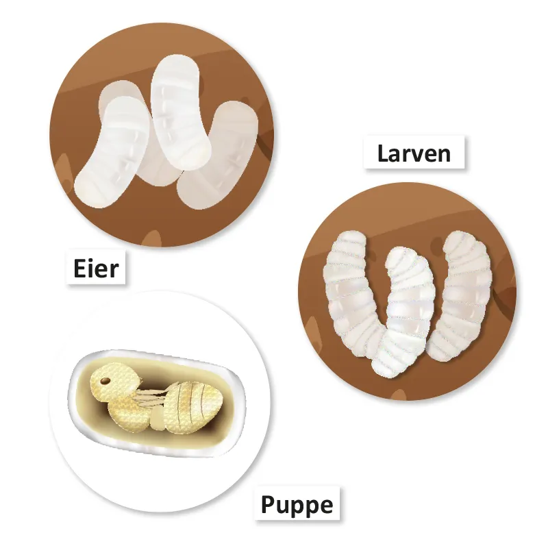 Hagemann Magnetbilder Leben und Lebenszyklus der Ameise
