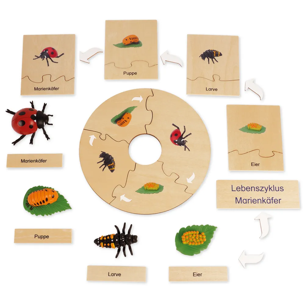 TimeTEX Lebenszyklus eines Marienkäfers, in Holzbox "Montessori Premium"