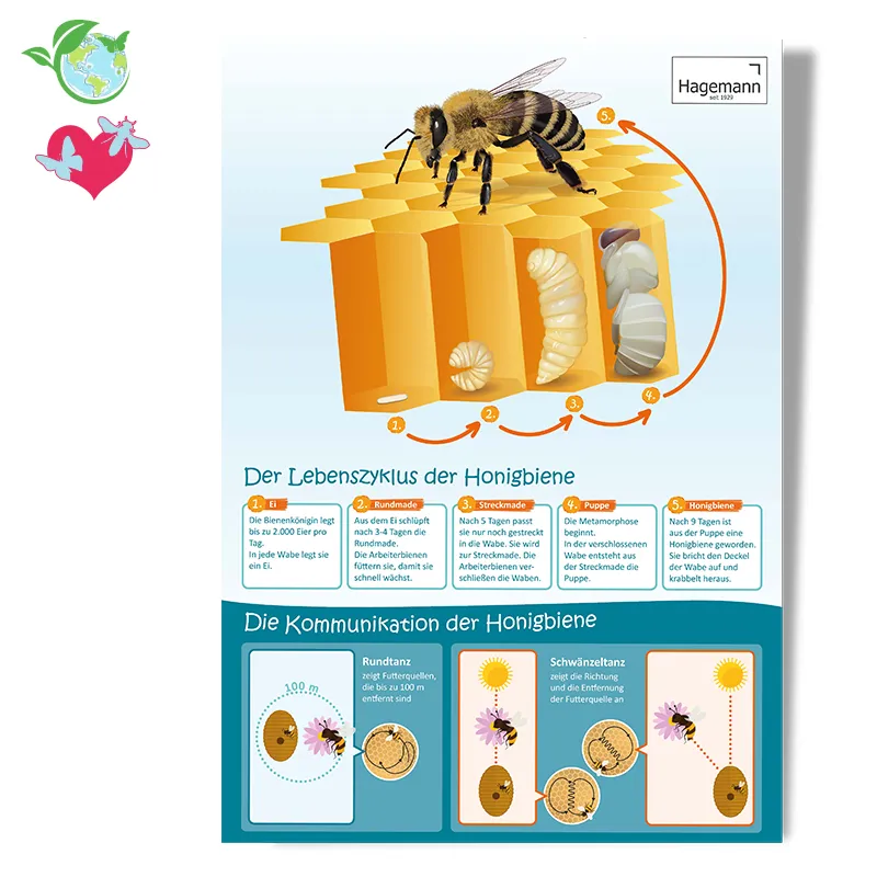 Lebenszyklus und Kommunikation der Honigbiene (Lebenszyklus-Poster)