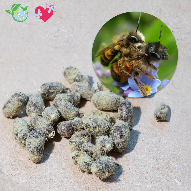 Hagemann Kokons für Wildbienenzucht, Gehörnte Mauerbiene (25 Stück)