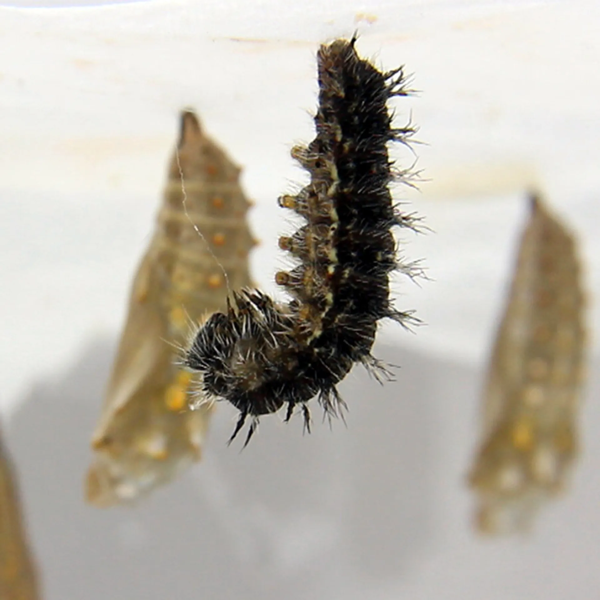 Hagemann Schmetterlings-Zuchtset mit Komfort-Eingriff (5-7 Raupen)