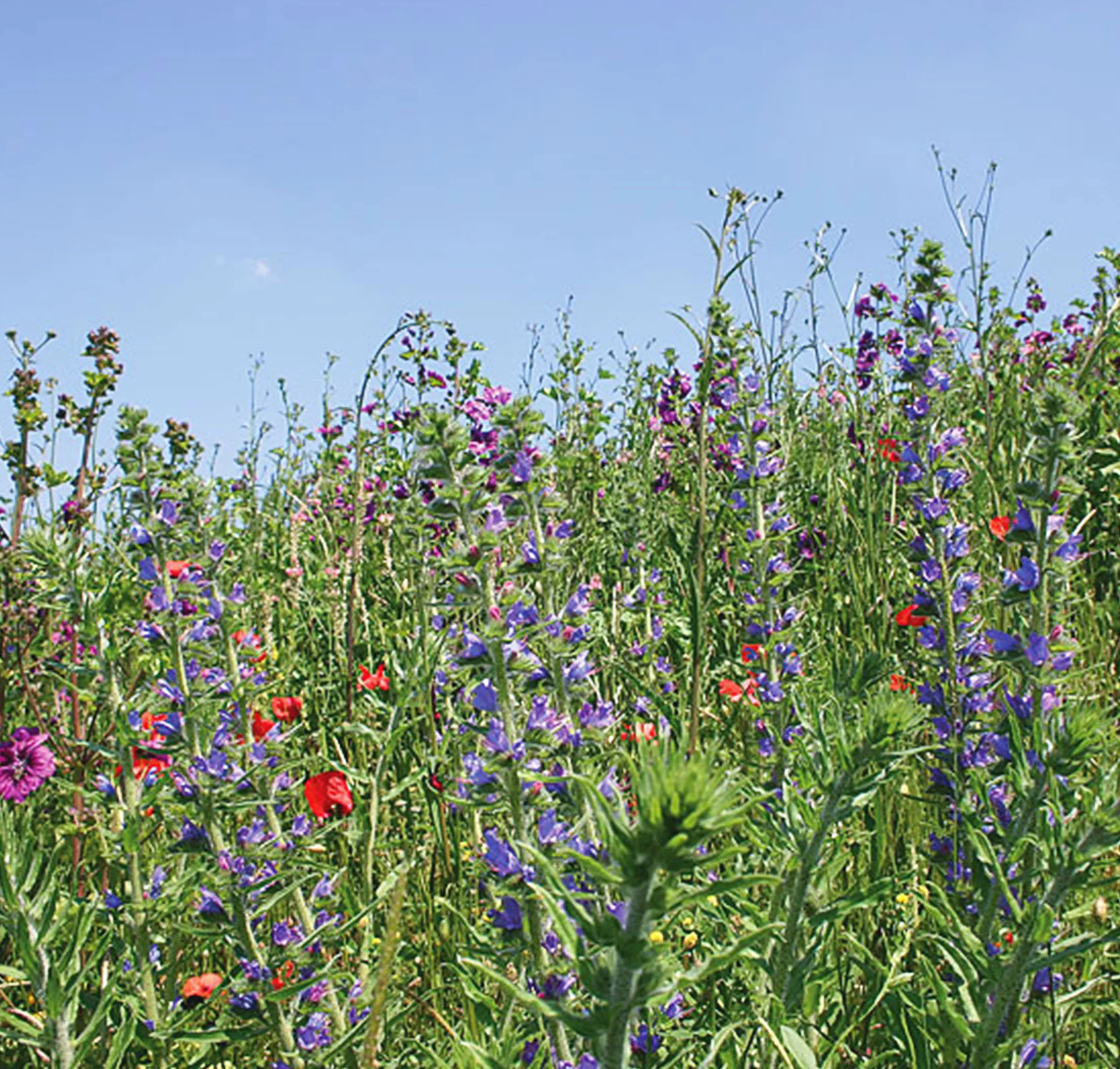 Hagemann Samenmischung -  Schmetterlings- und Bienenwiese für 10m²