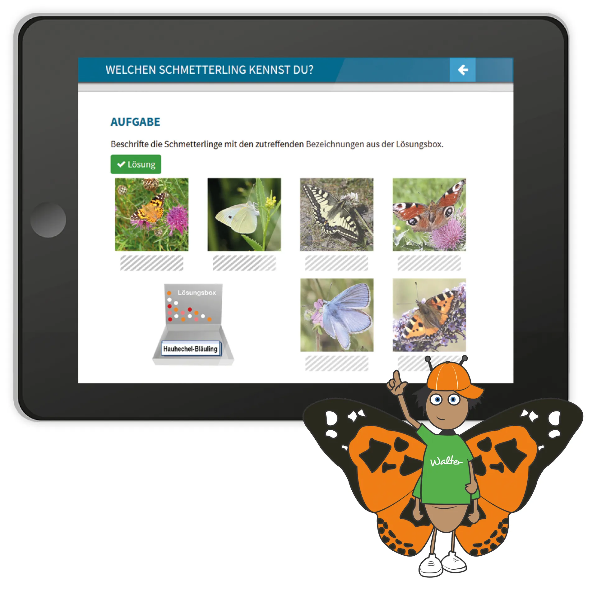 Didaktische DVD Die wunderbare Welt der Schmetterlinge (tabletfähig)