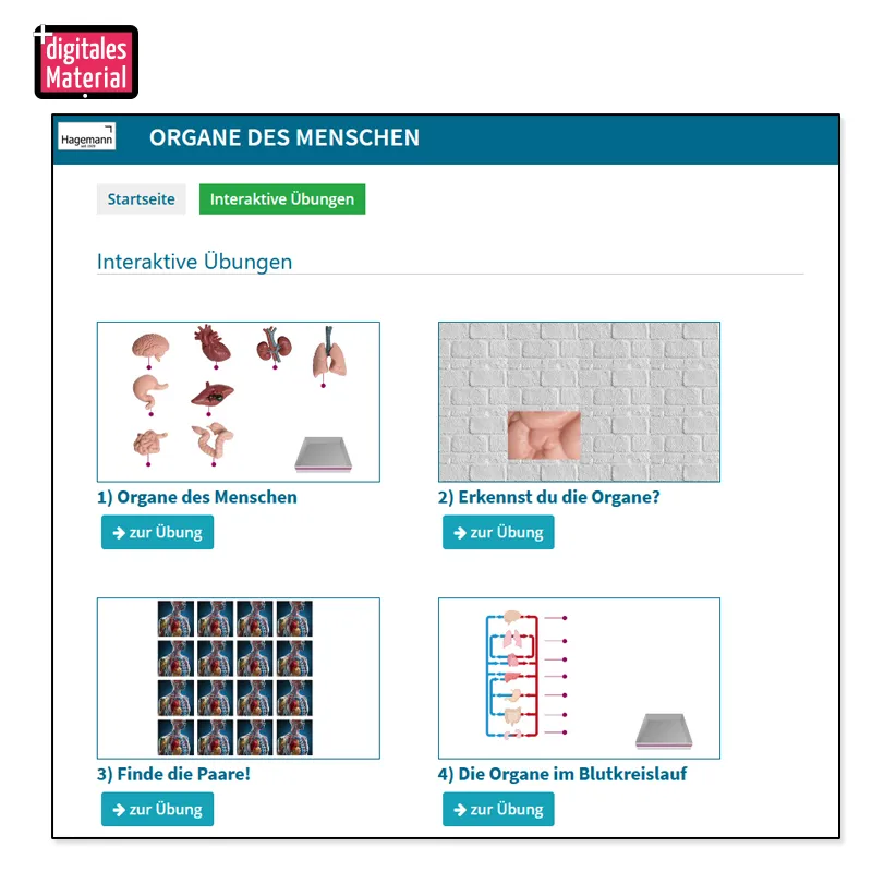 Hagemann Organe des Menschen (Modelle), 8-tlg.