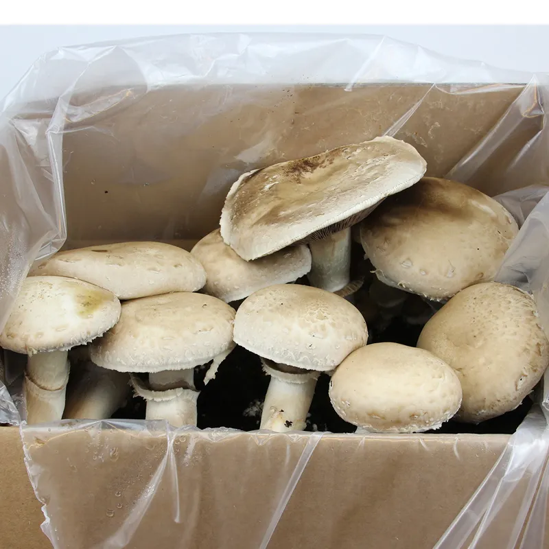 Hagemann Pilz-Zuchtset Champignon (braun)