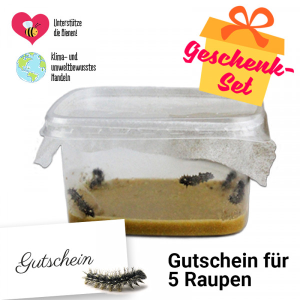 Hagemann Geschenk-Set Nachbestellung Schmetterlings-Raupen