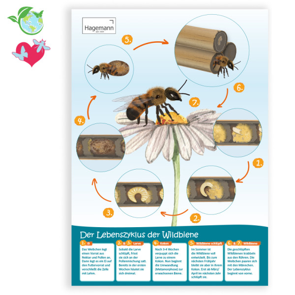 Hagemann Lebenszyklus-Poster Wildbiene