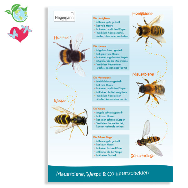 Hagemann Poster Mauerbiene, Wespe & Co unterscheiden
