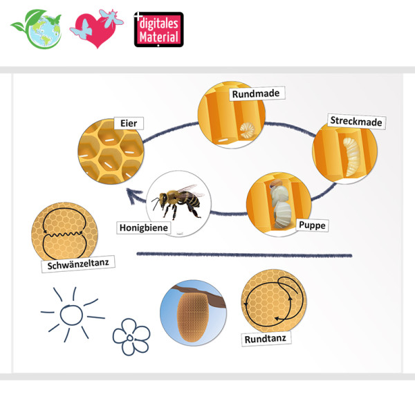 Lebenszyklus und Kommunikation der Honigbiene (magnetisch)