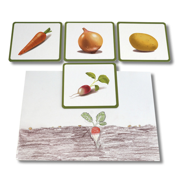 Bildkarten Gemüse, 24-tlg.
