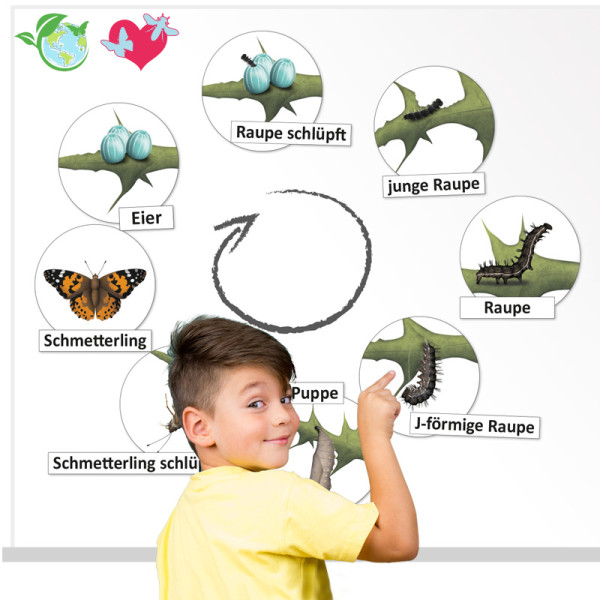 Hagemann Lebenszyklus Schmetterling (magnetisch)