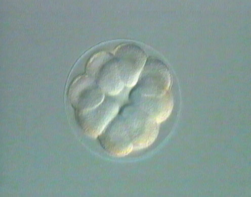 DVD-Lehrfilm Embryonalentwicklung: Seeigel + Frosch