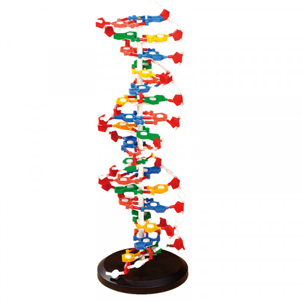 DNA-Modell (zerlegbar)