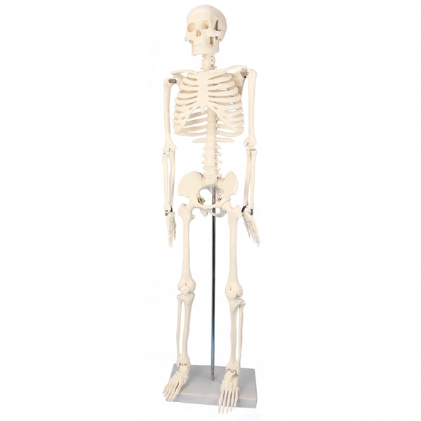 Skelett in halber natürlicher Größe