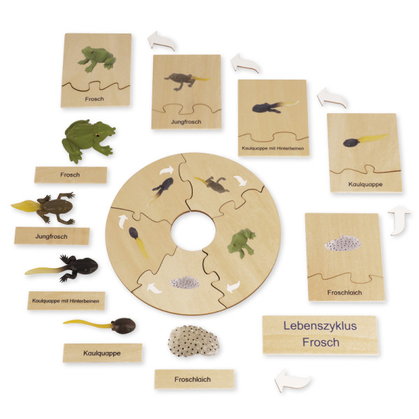 TimeTEX Lebenszyklus eines Frosches, in Holzbox "Montessori Premium"