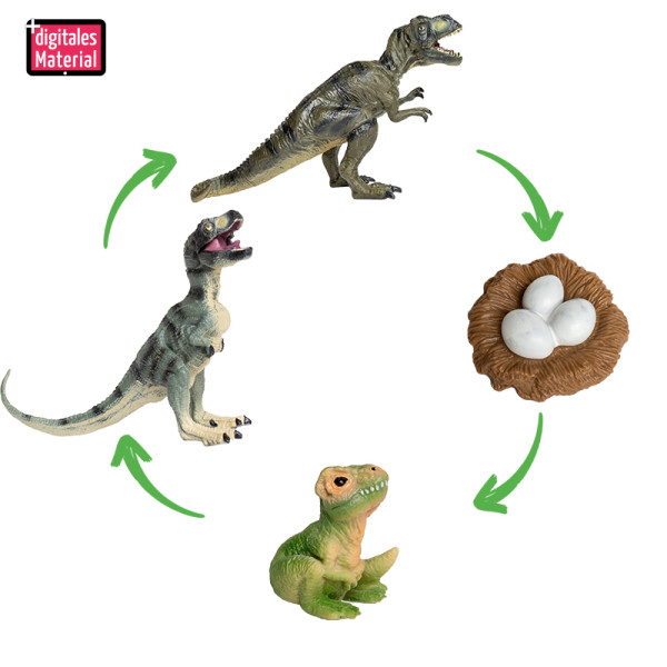 Hagemann Lebenszyklusmodell Dinosaurier (Modelle, 4-tlg.)