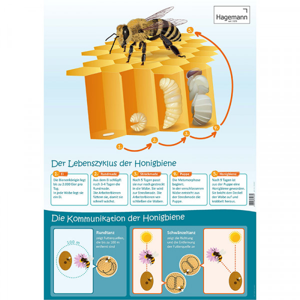 Lebenszyklus und Kommunikation der Honigbiene (Lebenszyklus-Poster)