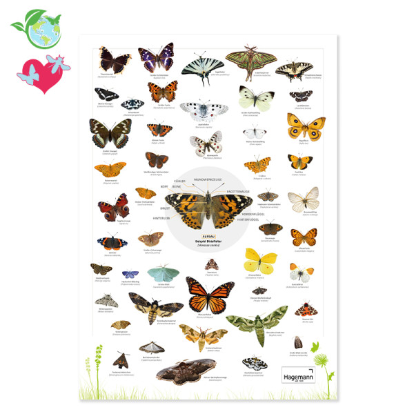 Naturposter Schmetterlinge