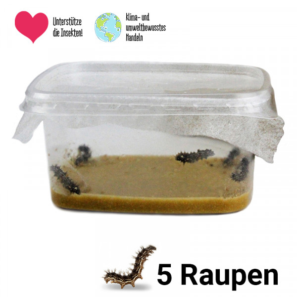 Hagemann Schmetterlings-Raupen, Nachbestellung (5 Raupen)
