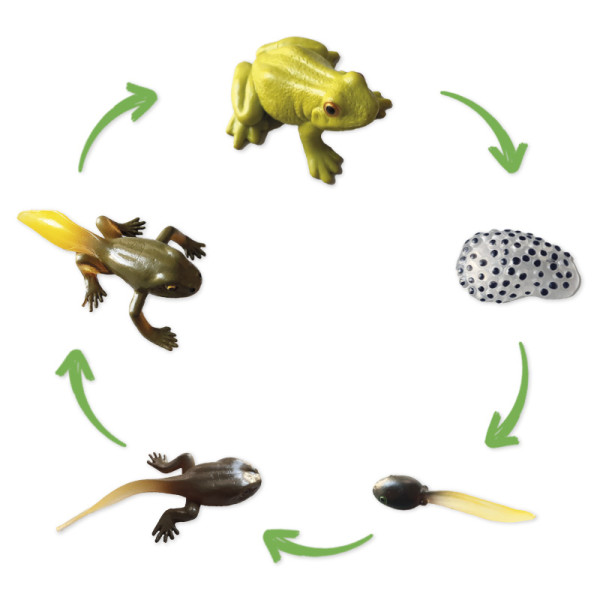 Hagemann Lebenszyklus des Froschs (Modelle, 5-tlg.)