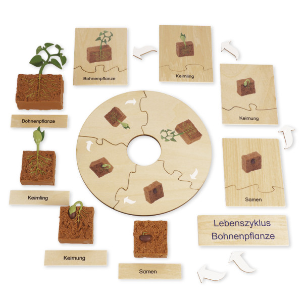 TimeTEX Lebenszyklus Bohnen-Pflanze, in Holzbox "Montessori Premium"