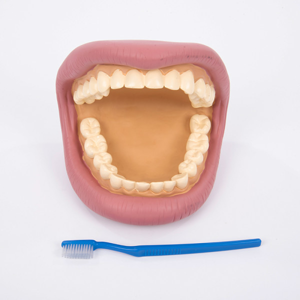 Zahnhygienemodell, groß